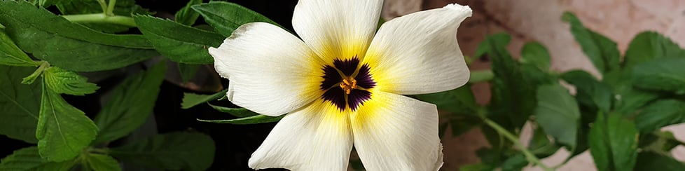 Priestley Photography