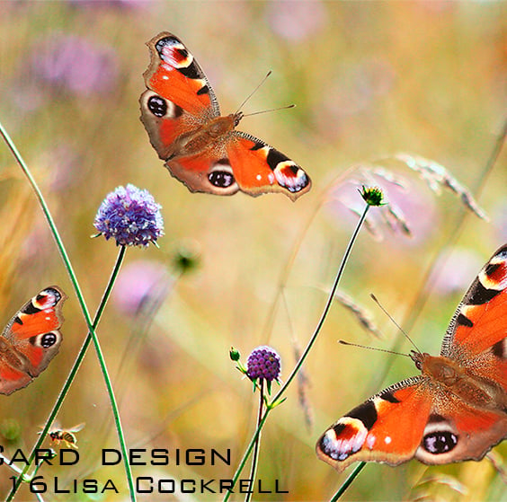 Exclusive Butterfly Meadow Greetings Card
