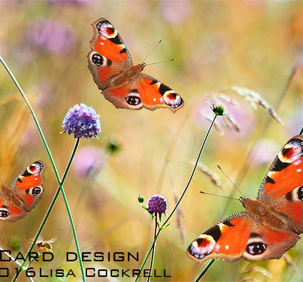 Exclusive Butterfly Meadow Greetings Card
