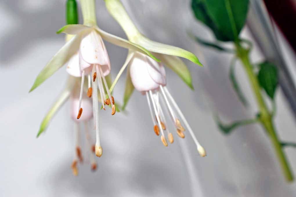 White Fuchsia Hawkshead Summer Flower Photograph Print