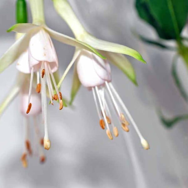 White Fuchsia Hawkshead Summer Flower Photograph Print