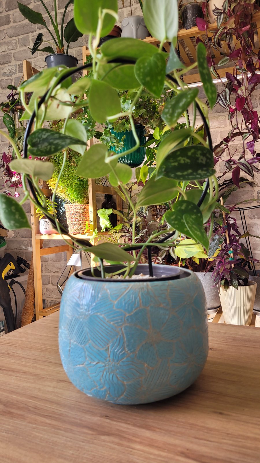 Jade plant pot with Sgraffito etched floral design