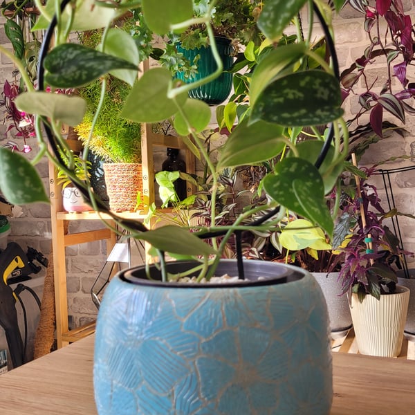 Jade plant pot with Sgraffito etched floral design
