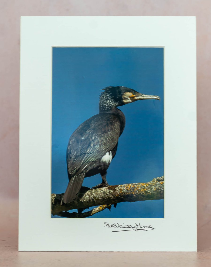 Cormorant Original 4x6 Hand-Signed Limited Edition Photograph