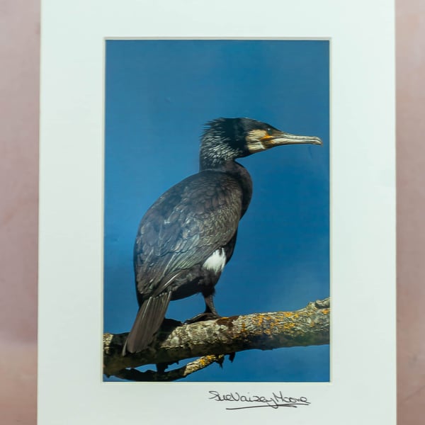 Cormorant Original 4x6 Hand-Signed Limited Edition Photograph