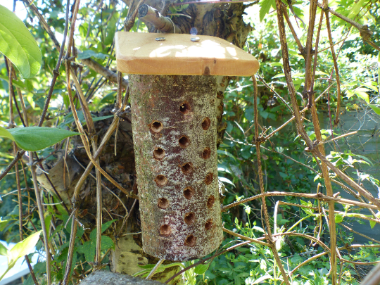 Roofed bug home