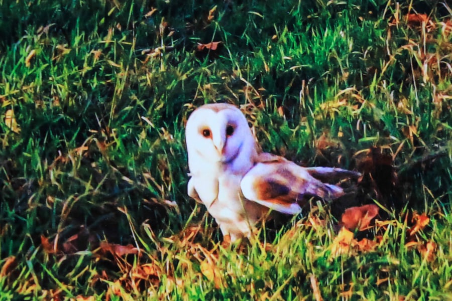 British Birds Greetings Card - Barn Owl Photography - Blank Card.