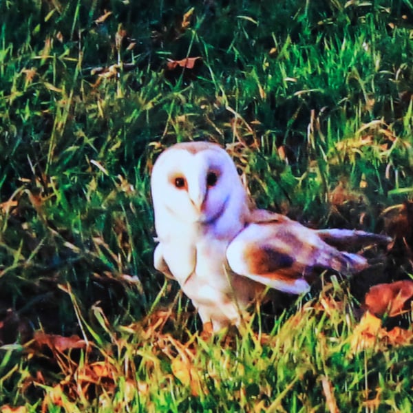 British Birds Greetings Card - Barn Owl Photography - Blank Card.