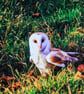 British Birds Greetings Card - Barn Owl Photography - Blank Card.