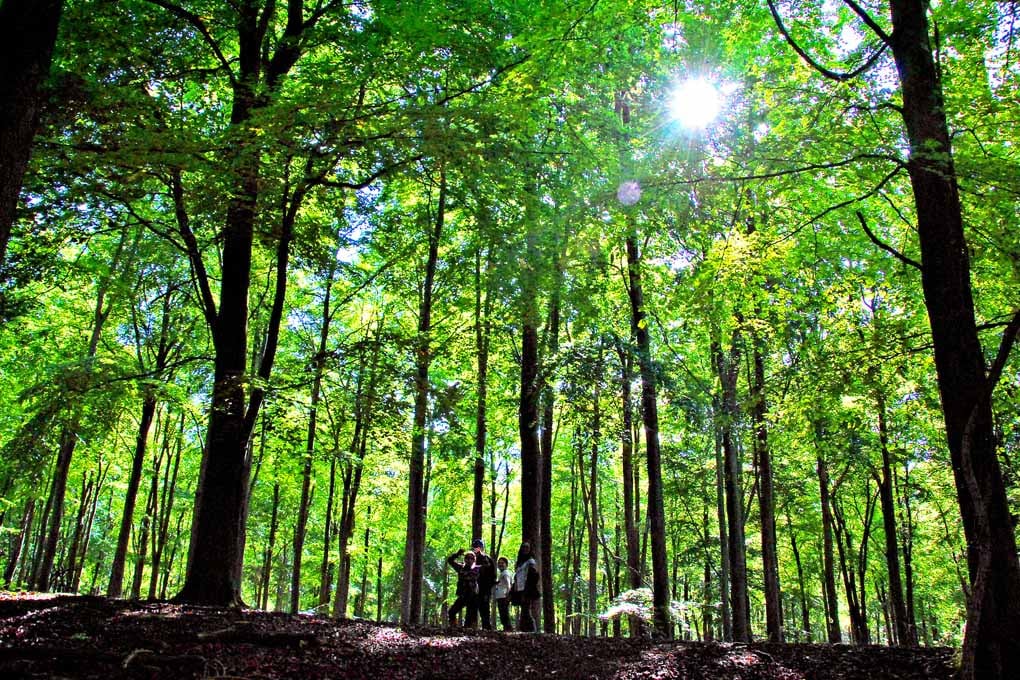 Blackwood Forest Winchester Hampshire Photograph Print