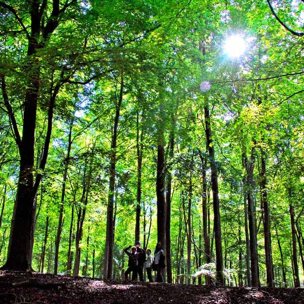 Blackwood Forest Winchester Hampshire Photograph Print