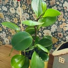 Strawberry Plant Stake