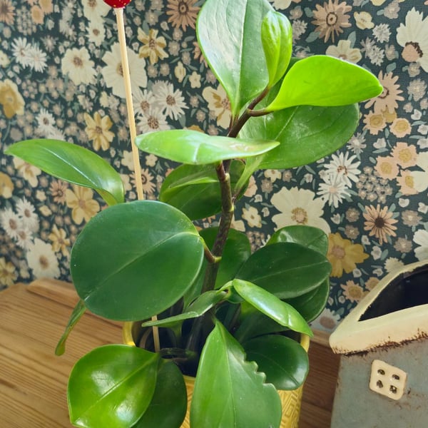 Strawberry Plant Stake