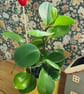 Strawberry Plant Stake