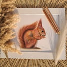 Squirrel British Wildlife Drawing Ltd Ed Fine Art Print 