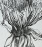 Dandelion resilience - Image 2