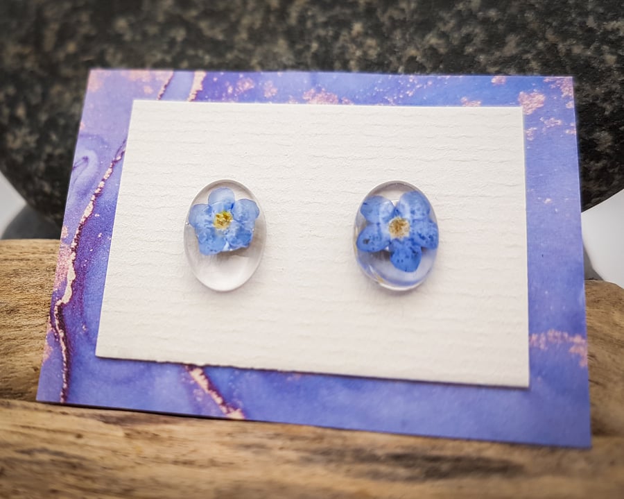 Natural dried Forget-Me-Not flowers oval resin stud earrings