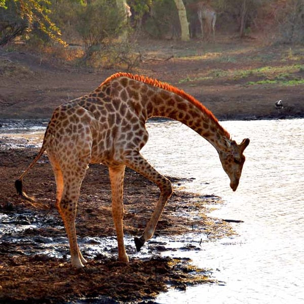 Giraffe Zulu Nyala Game Reserve South Africa Photograph Print