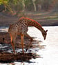 Giraffe Zulu Nyala Game Reserve South Africa Photograph Print - Image 1