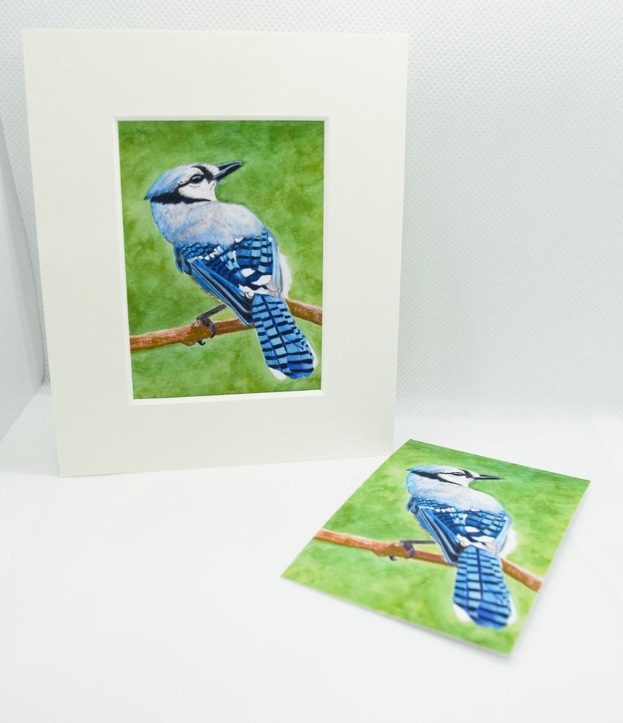 Blue Jay ACEO Giclee Art Print Bird Art, Wildlife Artist Trading Card