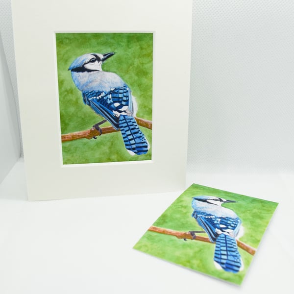 Blue Jay ACEO Giclee Art Print Bird Art, Wildlife Artist Trading Card