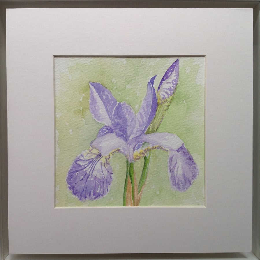 Original watercolour 'Iris' painting