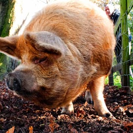 New Zealand Kunekune Pig Photograph Print