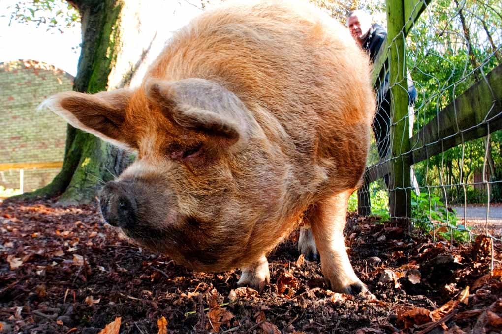 New Zealand Kunekune Pig Photograph Print