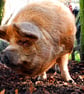 New Zealand Kunekune Pig Photograph Print - Image 1