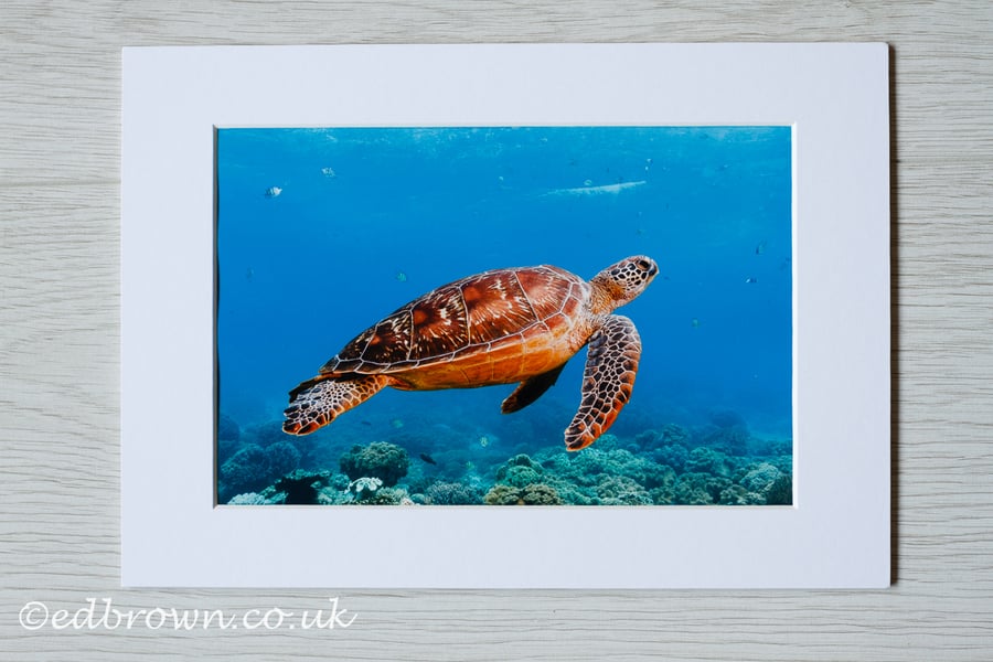 Green turtle, Philippines photographic print