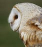 Barn Owl Photo Greetings Card - Image 3