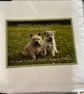 Personalised Pet Memorabilia Cushion From My Billy and Lola collection - Image 2
