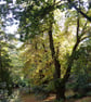 Killerton Gardens - Image 1