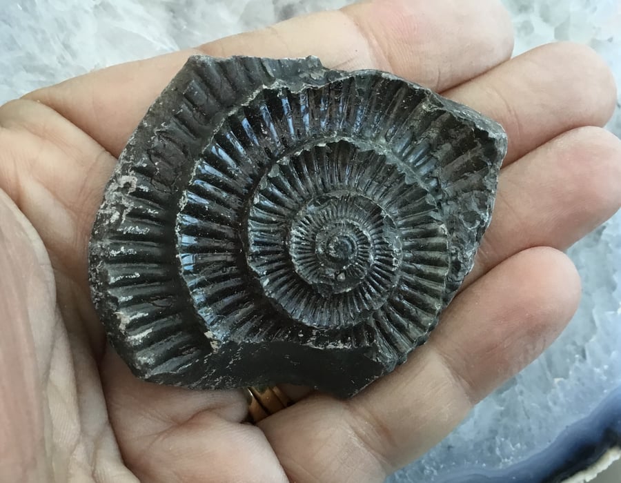 Ammonite Fossil in Relief, ideal for Crafting Project or Photography Prop