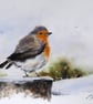 A Winter Robin, Original Watercolour Painting. - Image 1