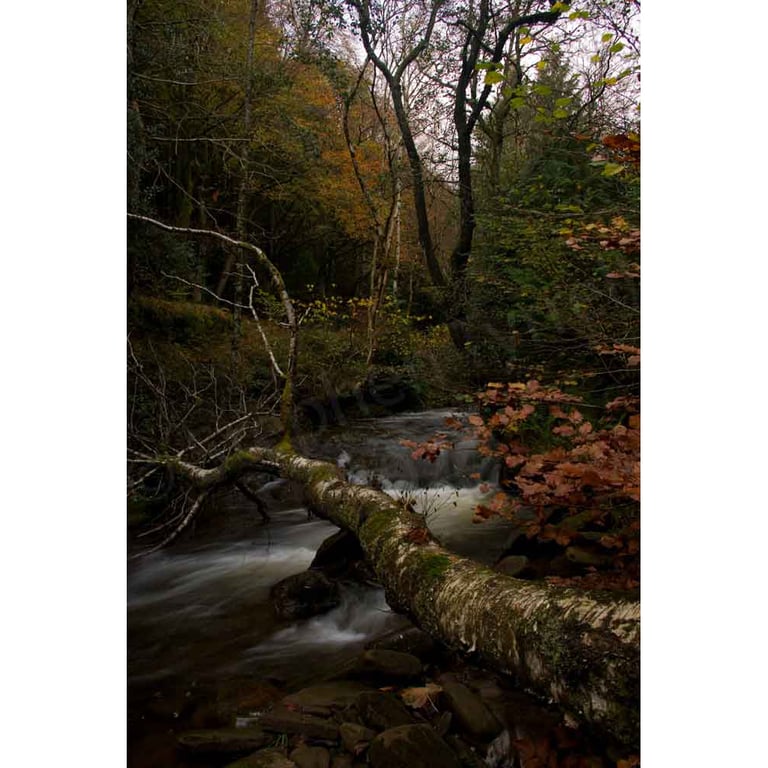 Photographic Print -a Rushing Stream in Autumn in the Black Mountains, Wales