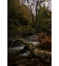 Photographic Print -a Rushing Stream in Autumn in the Black Mountains, Wales - Image 1
