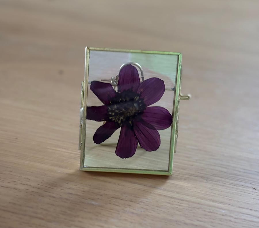 Pressed Cherry Chocolate Cosmos Botanical Art in a vintage glass and metal frame