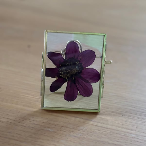 Pressed Cherry Chocolate Cosmos Botanical Art in a vintage glass and metal frame