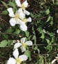 Climbing Clematis - Original Watercolour - Image 7
