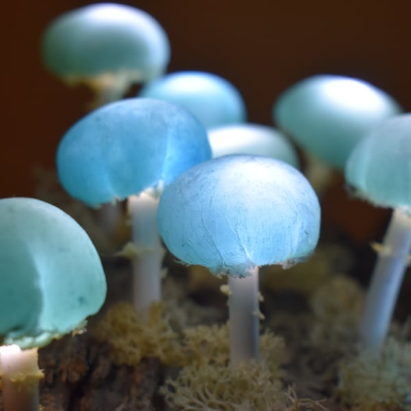Mushriom light-lamp glow in the dark - 10 Baby Blue Dream Mushrooms