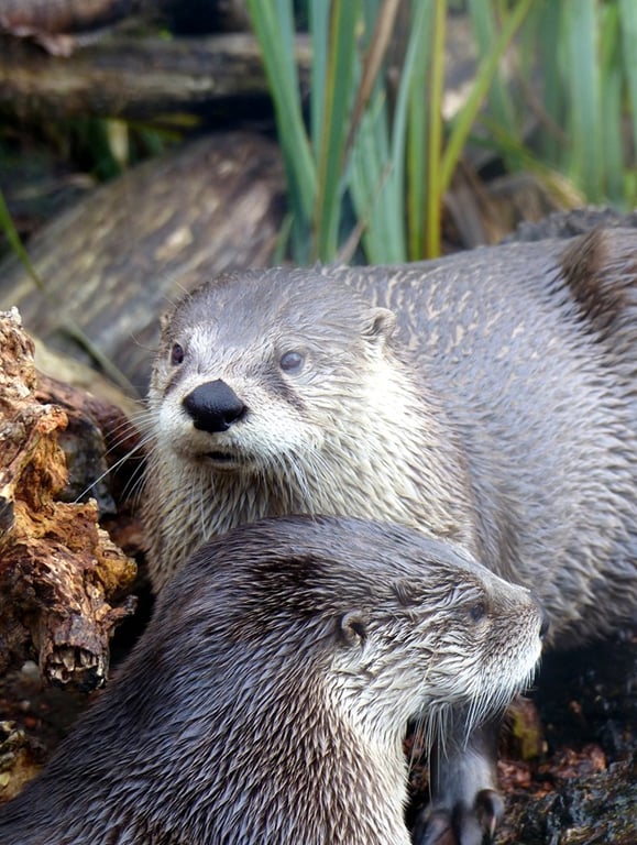 Otters