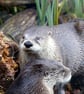 Otters - Image 1