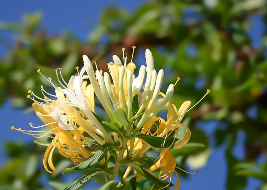 Honeysuckle Flower - Photographic Print Greetings Card