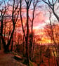 A6 Greetings card: Wirral woods sunset photograph  - Image 2