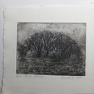 Moody etching 'Birch grove, Exmoor'