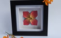 Framed Origami