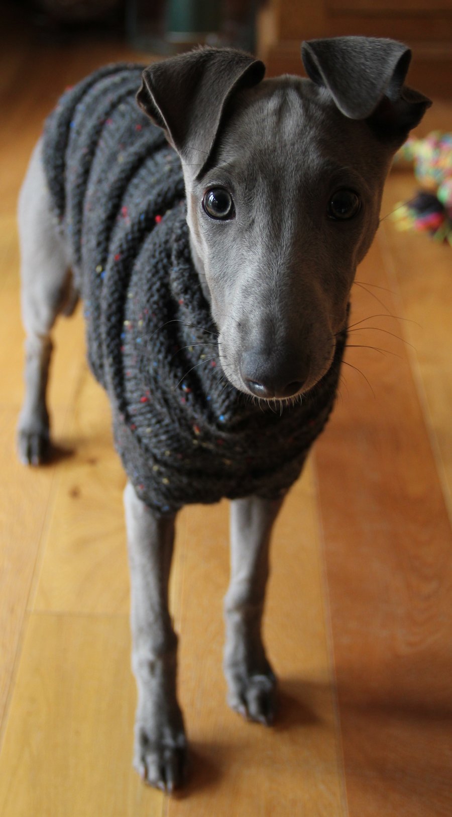 Hettie Whippet Armadillo Puppy Jumper