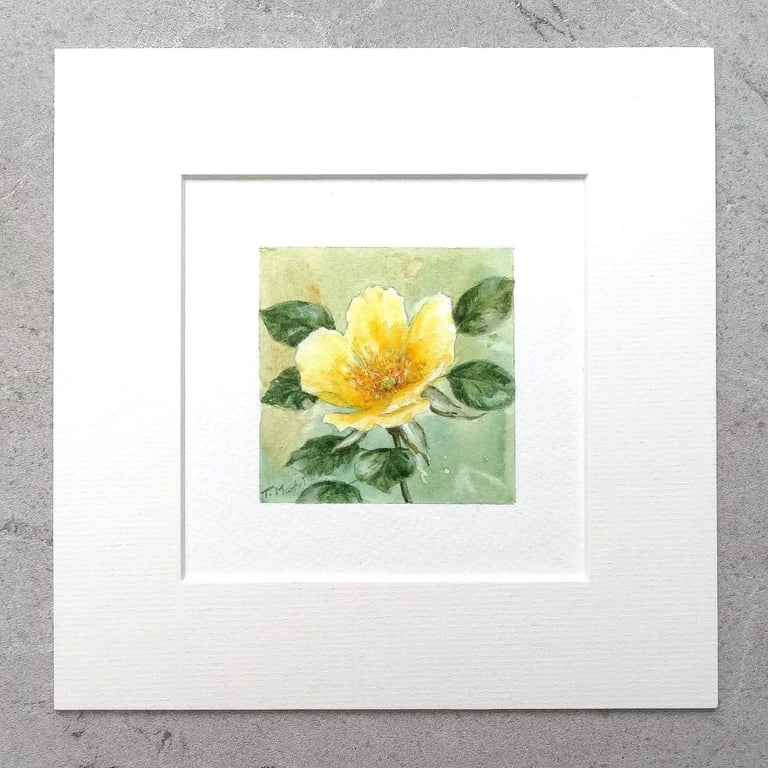 Original Art Miniature Watercolour Painting Floral 'Yellow Rose'   8" x 8" Mount