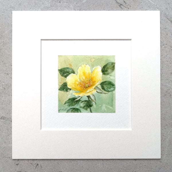 Original Art Miniature Watercolour Painting Floral 'Yellow Rose'   8" x 8" Mount